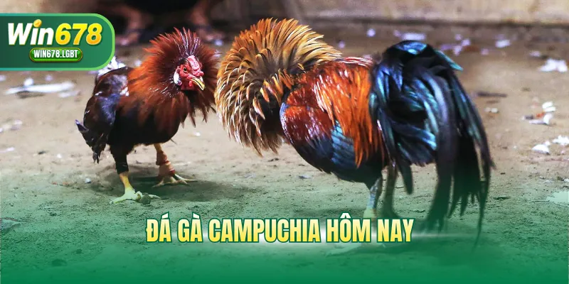 Đá gà Campuchia