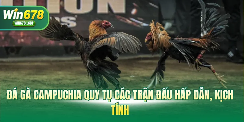 Đá gà Campuchia quy tụ các trận đấu hấp dẫn, kịch tính