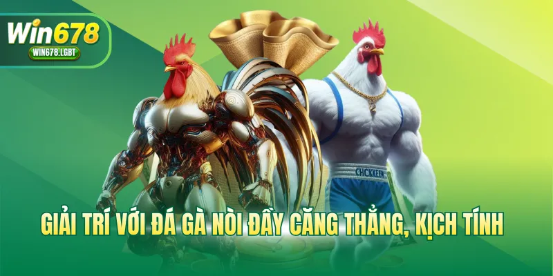 Giải trí với đá gà nòi đầy căng thẳng, kịch tính