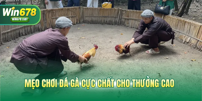 Mẹo chơi đá gà cực chất cho thưởng cao